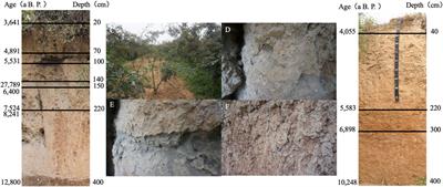 How did ancient human activities influence the properties and development of soil?—a case study of the Yangshao Village cultural relic site, Henan Province